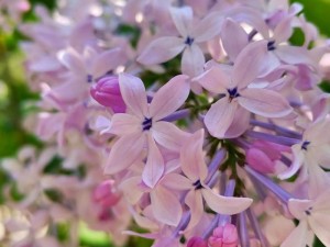 高清免费观看丁香花完整视频