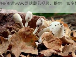 优质㓜交资源www网站蘑菇视频，提供丰富多样的成人内容