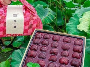 小春特殊教育桃子移植——呵护特殊儿童成长的优质产品