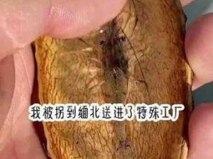 活体肉莲被金刚杵了会怎样？揭秘神秘植物的奇妙反应