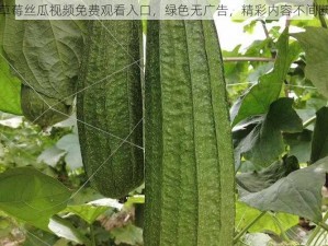 草莓丝瓜视频免费观看入口，绿色无广告，精彩内容不间断