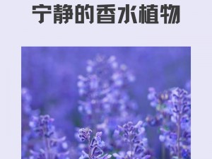 薰衣草实验室隐藏入口 2022：高品质薰衣草制品，带来宁静与舒适