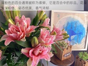 深粉色的百合通常被称为索蚌，它是百合中的珍品，花朵呈深粉色，姿态优美，香气浓郁