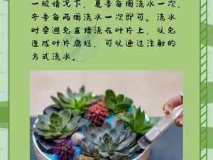 高黄高湿多肉小说：保湿透气，适合多种多肉植物的优质土壤