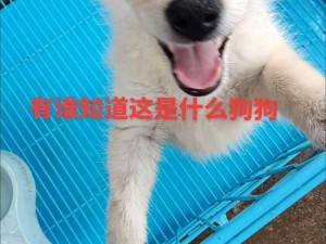 昔日小狗捕猎任务的经典玩法解析：回忆捕捉技巧与乐趣重现