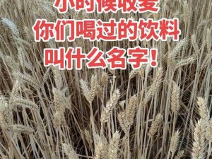 朋友换麦子 5：优质麦子，营养丰富，口感绝佳