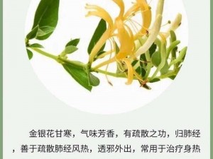 双管齐下 TXL 金银花：清热解毒，缓解喉咙不适