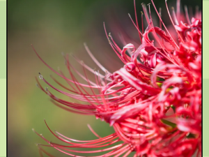 石蒜物语：Lycoris Recoil背后的故事与象征意义探索