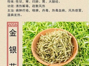 深入浅出 TXl 金银花：清热下火，利尿通淋的好帮手