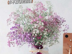 正版满天星，免费观看，花朵饱满，花期长，适用于花篮、花束、干花等