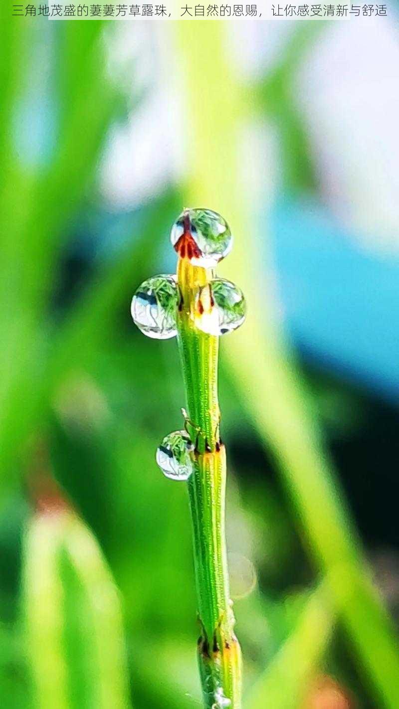 三角地茂盛的萋萋芳草露珠，大自然的恩赐，让你感受清新与舒适