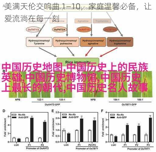 美满天伦交响曲 1—10，家庭温馨必备，让爱流淌在每一刻