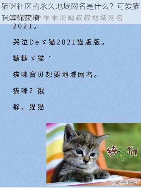 猫咪社区的永久地域网名是什么？可爱猫咪等你来撩