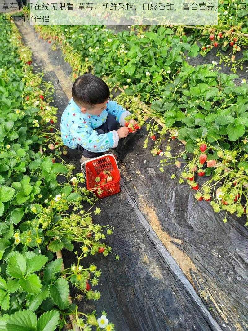 草莓视频在线无限看-草莓，新鲜采摘，口感香甜，富含营养，是健康生活的好伴侣