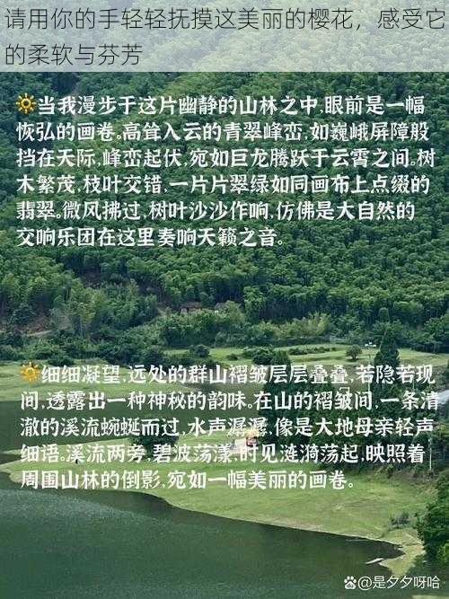 请用你的手轻轻抚摸这美丽的樱花，感受它的柔软与芬芳