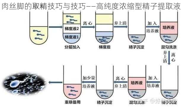 肉丝脚的取精技巧与技巧——高纯度浓缩型精子提取液